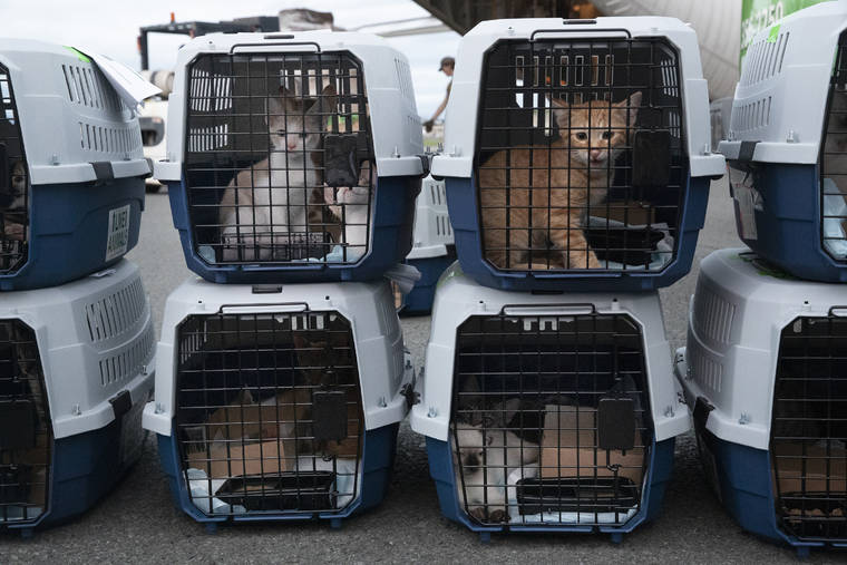 Rescued dogs and cats in carriers ready for transport to forever homes through Animal Ohana Hawaii rescue program