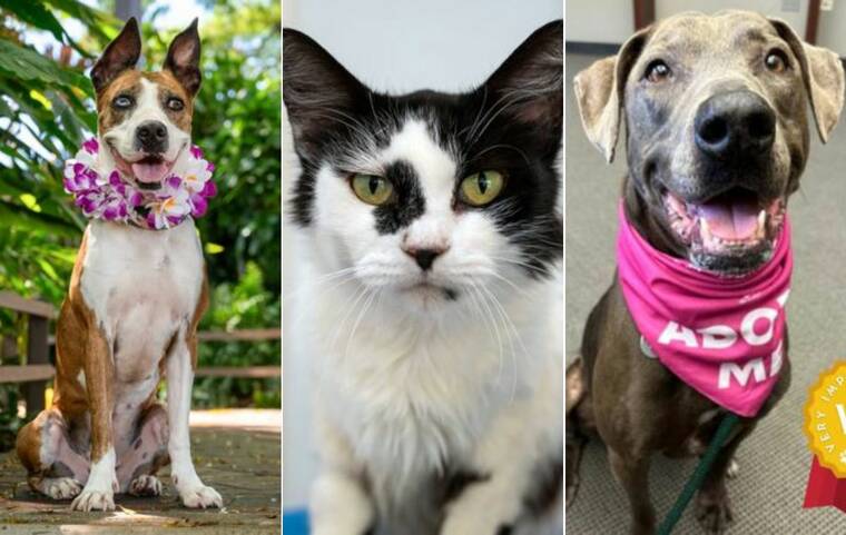 Adoptable dogs and cats at Hawaiian Humane Society showing the animals available for adoption in Hawaii