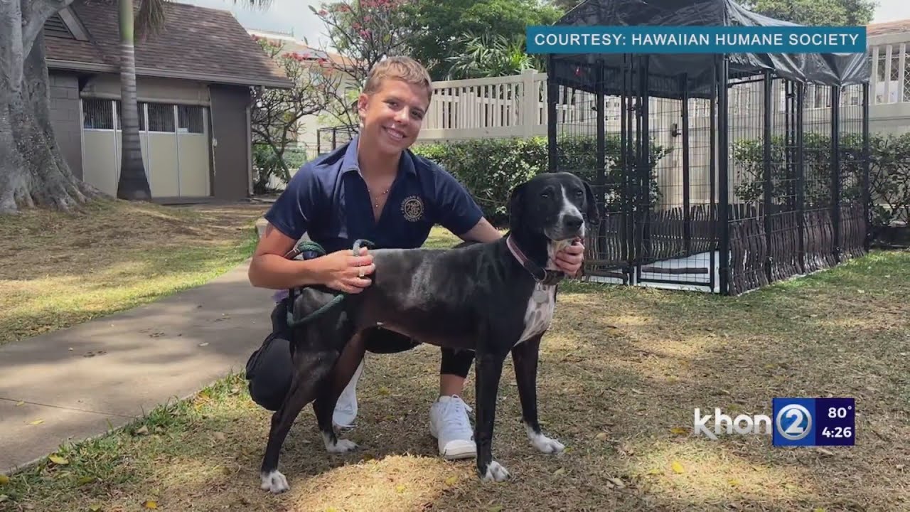 Cute adoptable puppy at Hawaiian Humane Society waiting for a forever home in Hawaii