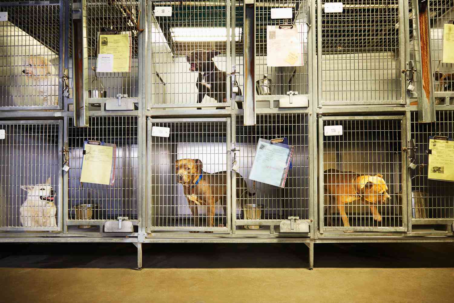 Animal rescue volunteers in Hawaii helping pets affected by natural disasters including the Maui wildfires